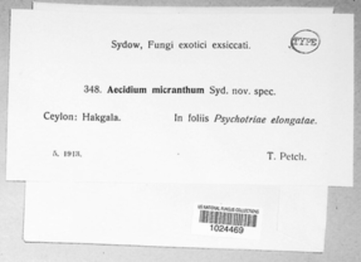 Aecidium micranthum image